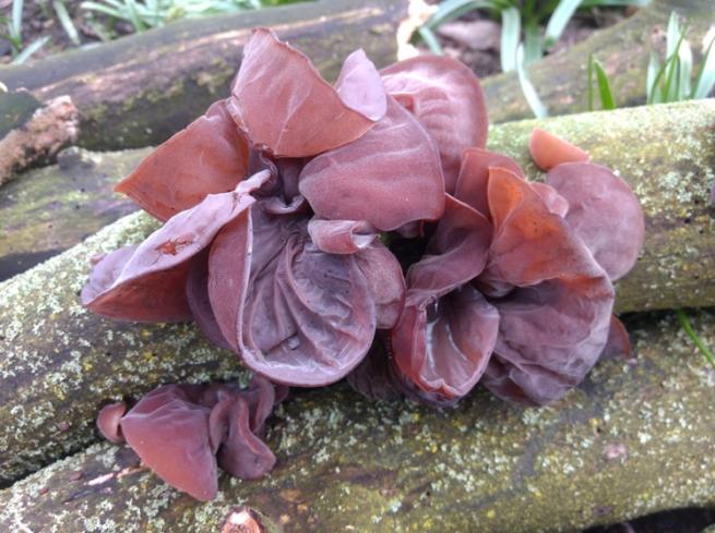 A cluster of 'jelly ear' mushrooms on a log which is resting on other logs. You can see lichen on the logs and grass in the background. 