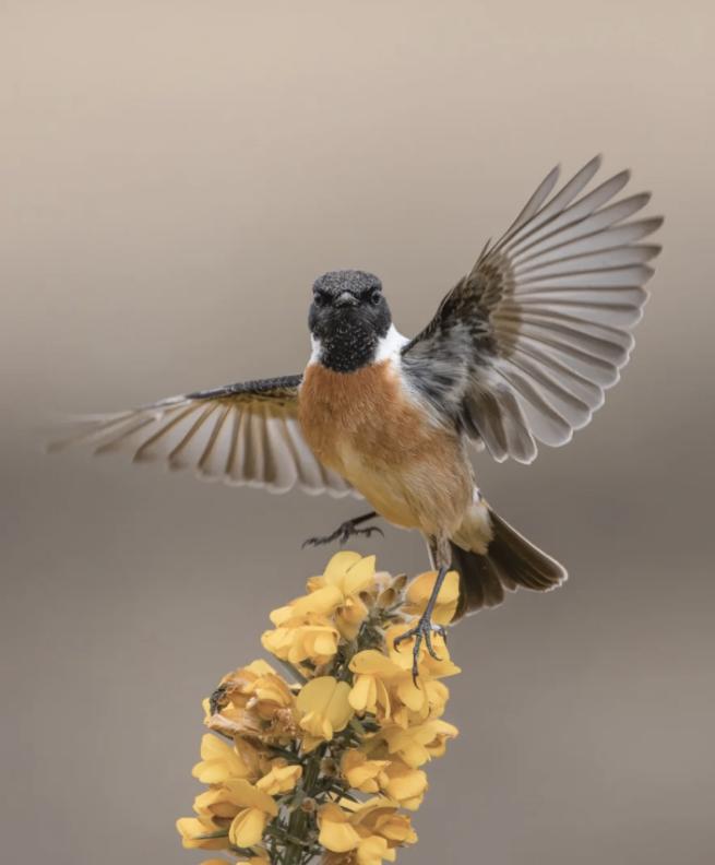European Stonechat photographed on Strensall Common