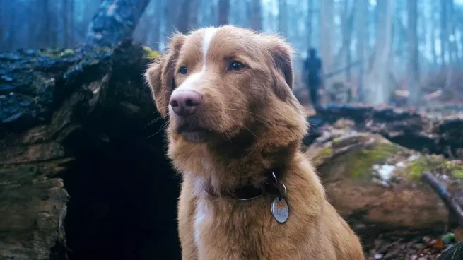 A still from the film "Good Boy"
