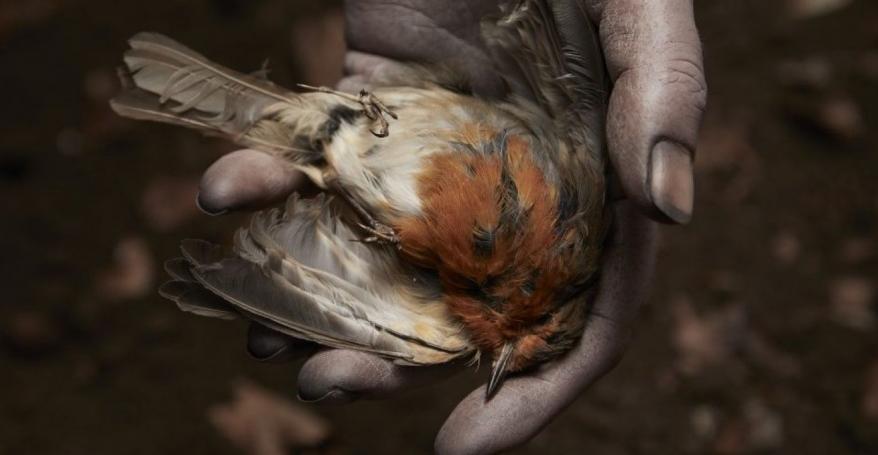 A dead bird in hands Hyde Park Picture House - The Deathless Woman / Sun 3 Jul 2022 / Leeds University Union