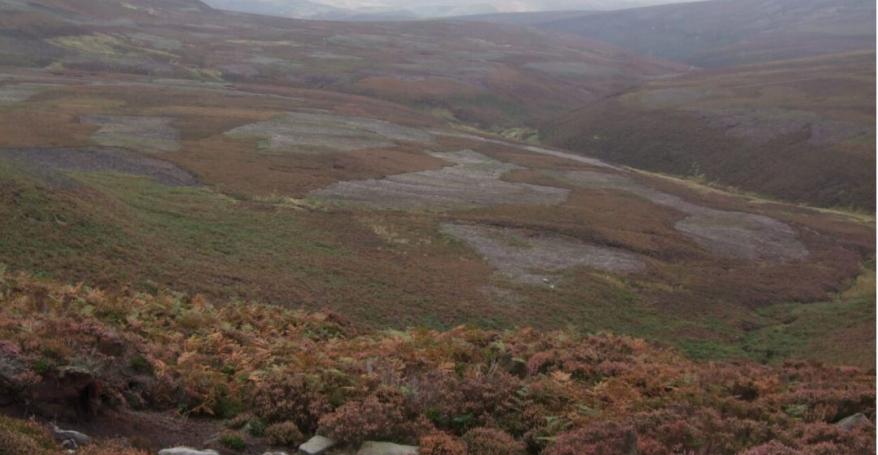 Waterlands - Great North Bog View