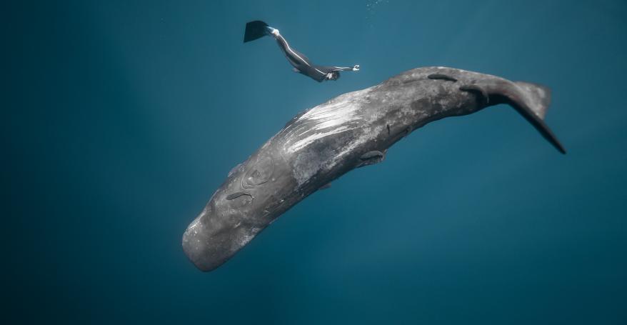 A large blue wale swims beneath a person wearing a wetsuit and fins.