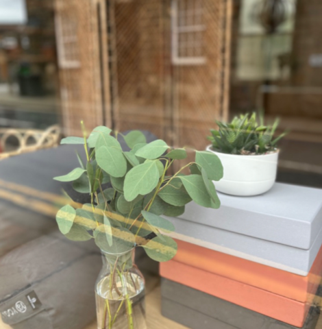 Picture of front of shop looking through the window at a plant and yoga blocks