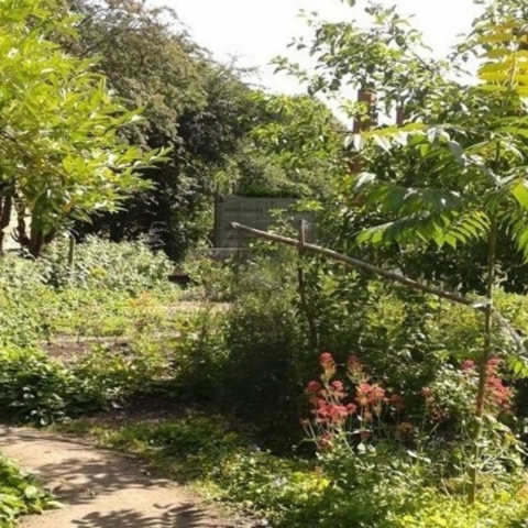 Plants and green spaces at Bedford Fields Community Forest Garden