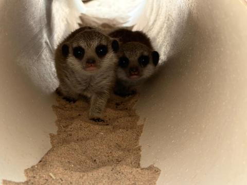 Baby meerkats in a pipe with sand