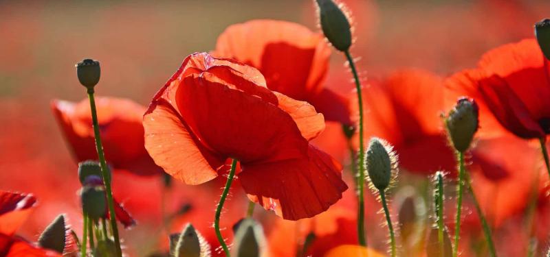Commemorating WWI: Armistice 100