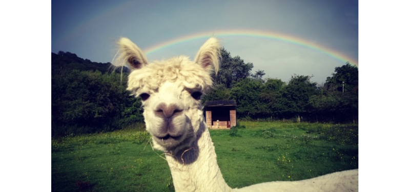 Animal Art Class: Meet The Alpaca!