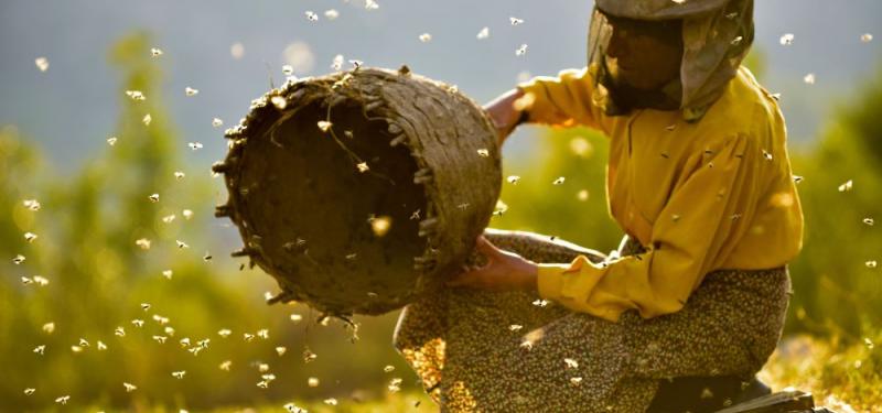 Honeyland