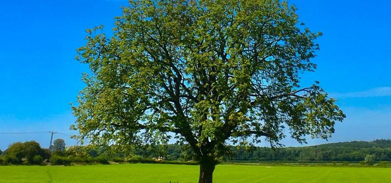 Green Week: Mr Quercus