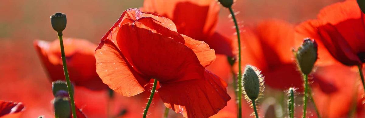Commemorating WWI: Armistice 100