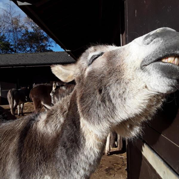 The Donkey Sanctuary Leeds Fun Dog Show 2020