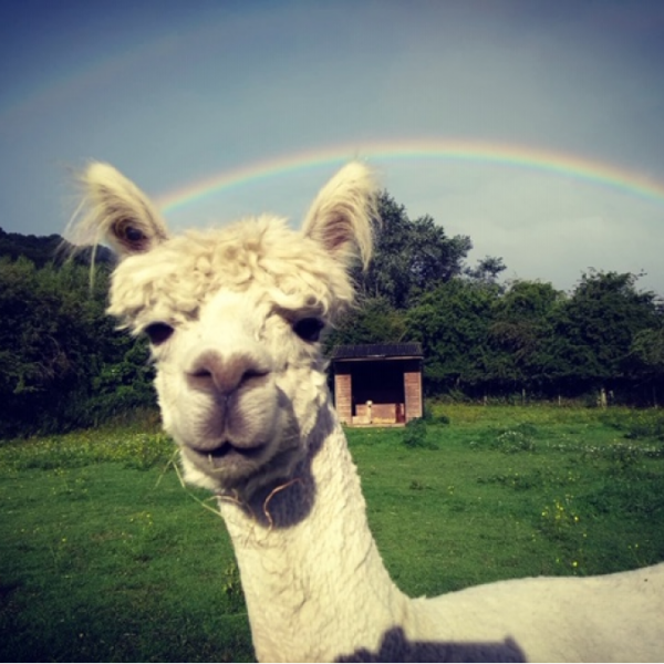 Animal Art Class: Meet The Alpaca!