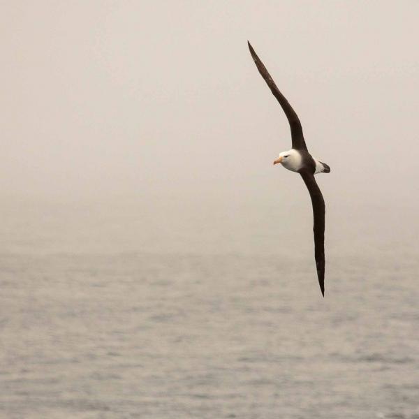 LCI's July Online Book Club: Malcolm Guite’s Mariner: A Voyage with Samuel Taylor Coleridge