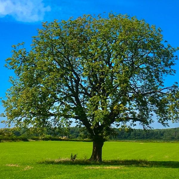 Green Week: Mr Quercus