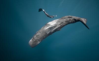 A large blue wale swims beneath a person wearing a wetsuit and fins.