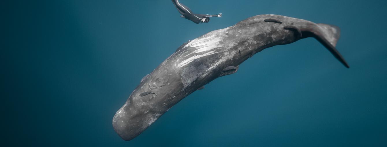 A large blue wale swims beneath a person wearing a wetsuit and fins.